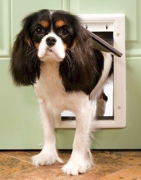 PetSafe Plastic Dog Door - Small - PPA00-10958 - Clinch River Fishing USA