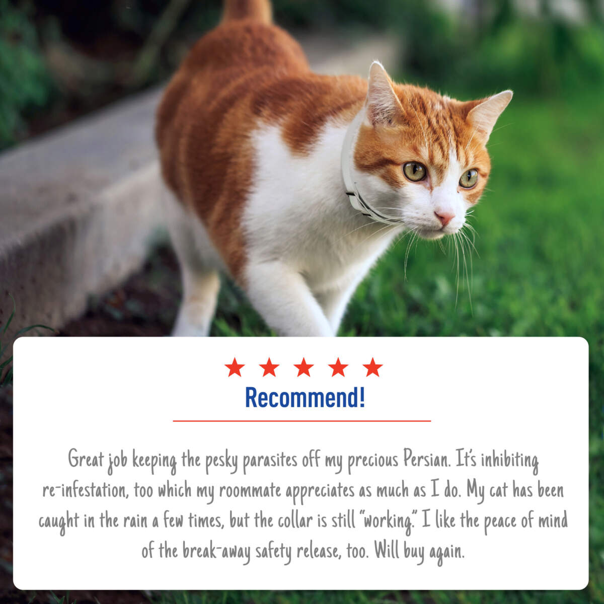 Adams Plus Flea & Tick Collar for Cats & Kittens