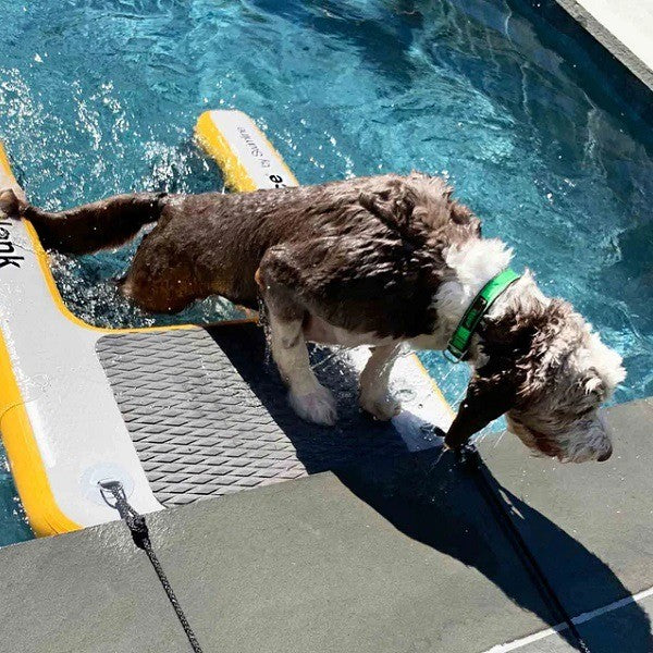 Solstice PUP PLANK XL