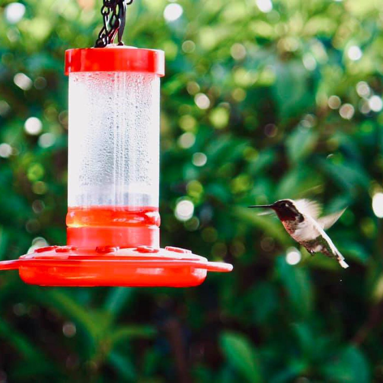 First Nature 16oz Hummingbird Feeder - Clinch River Fishing USA