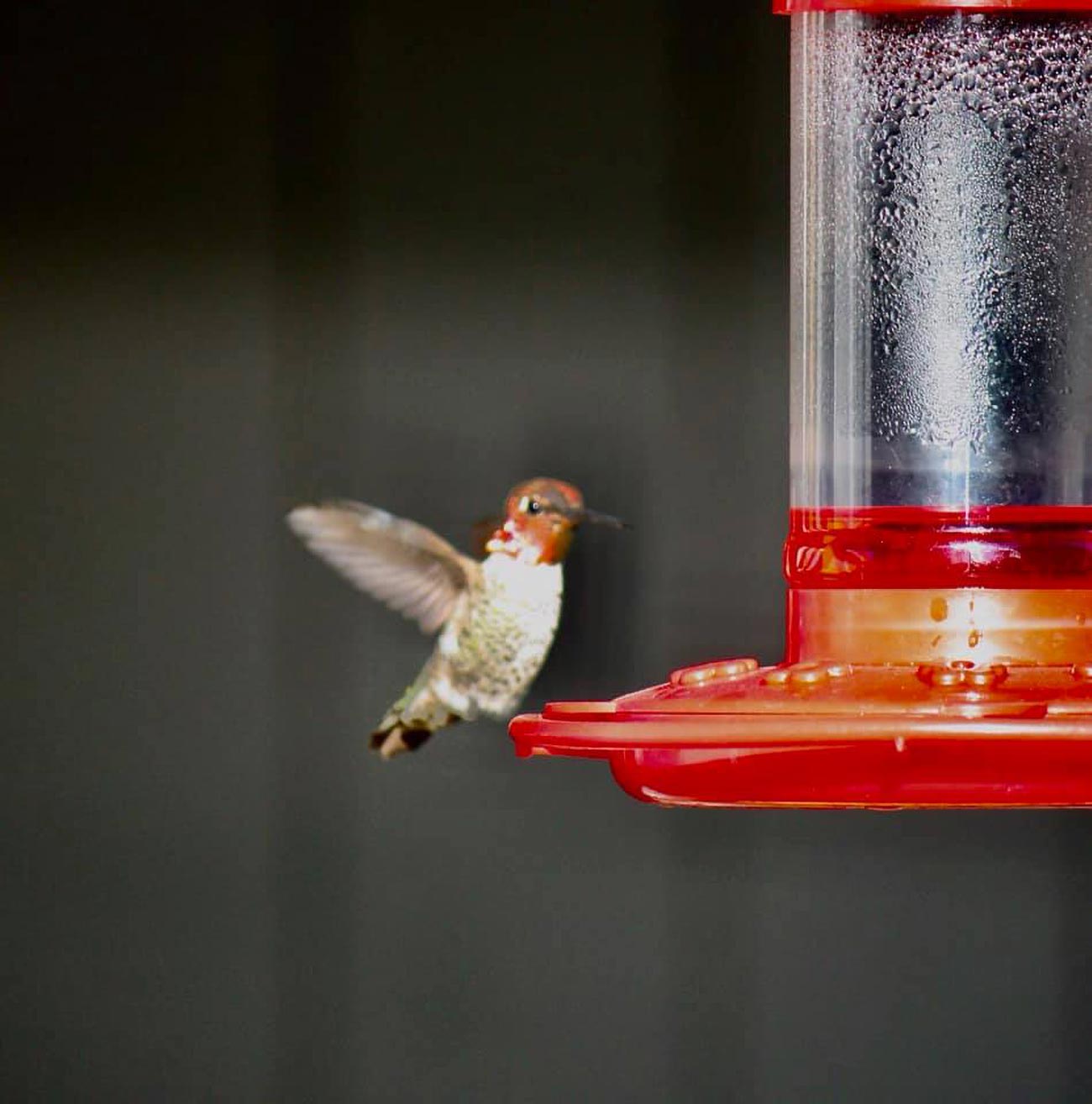 First Nature 16oz Hummingbird Feeder - Clinch River Fishing USA
