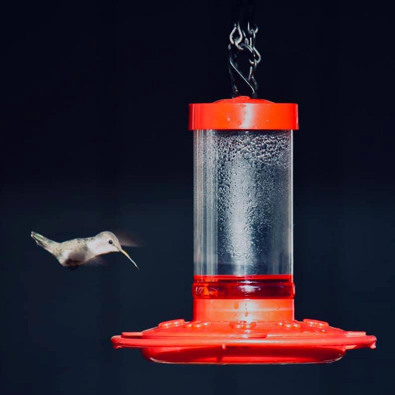 First Nature 16oz Hummingbird Feeder - Clinch River Fishing USA