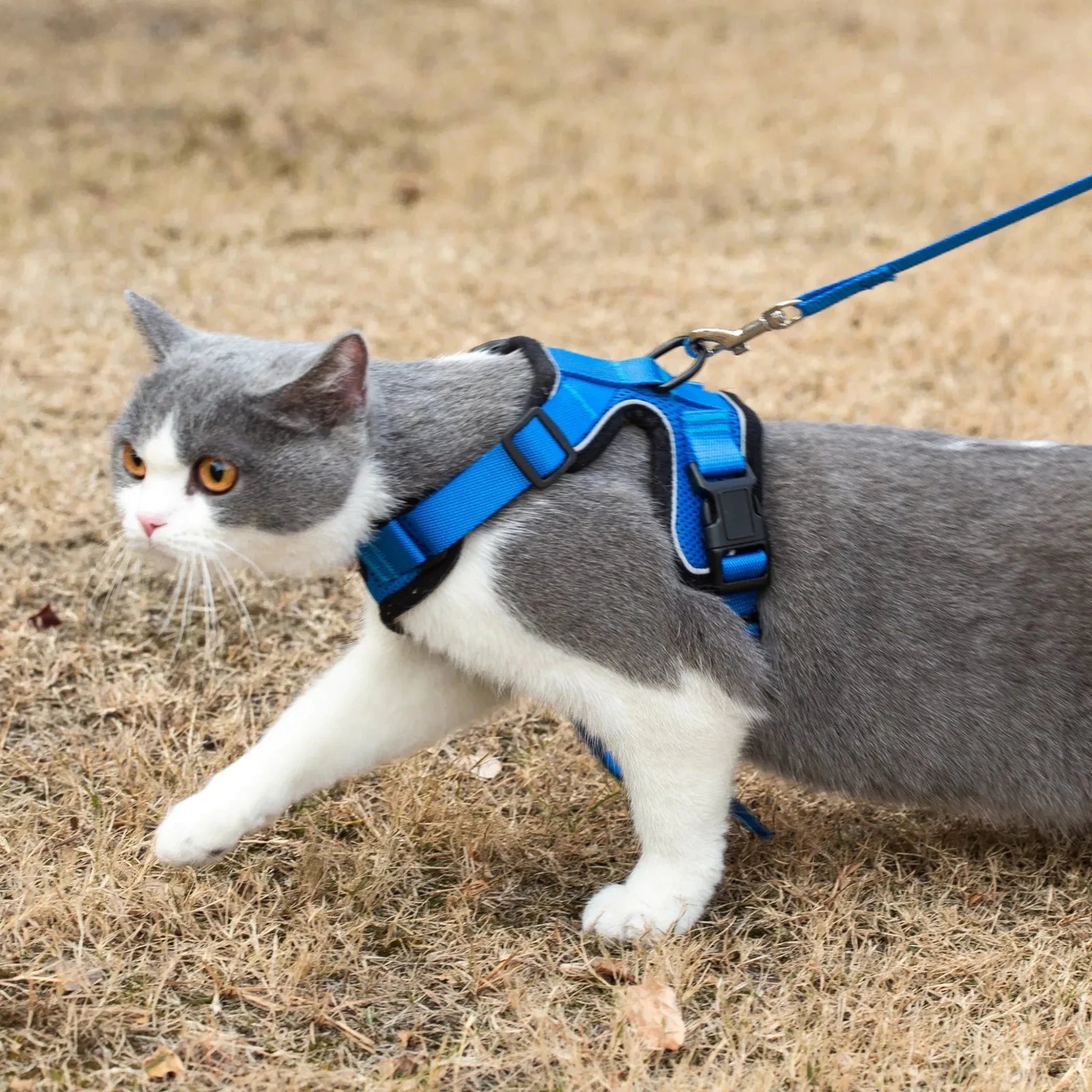 Mr. Peanut's PurrTrek Reflective Cat Harness with Matching Leash - Clinch River Fishing USA